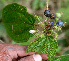  ( - BioBot01443)  @11 [ ] CreativeCommons - Attribution Non-Commercial Share-Alike (2010) Daniel H. Janzen Guanacaste Dry Forest Conservation Fund