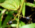  ( - BioBot01444)  @11 [ ] CreativeCommons - Attribution Non-Commercial Share-Alike (2010) Daniel H. Janzen Guanacaste Dry Forest Conservation Fund