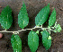  (Solanum cordovense - BioBot01460)  @11 [ ] CreativeCommons - Attribution Non-Commercial Share-Alike (2010) Daniel H. Janzen Guanacaste Dry Forest Conservation Fund