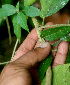  ( - BioBot01461)  @11 [ ] CreativeCommons - Attribution Non-Commercial Share-Alike (2010) Daniel H. Janzen Guanacaste Dry Forest Conservation Fund