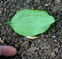  (Ziziphus guatemalensis - BioBot01470)  @11 [ ] CreativeCommons - Attribution Non-Commercial Share-Alike (2010) Daniel H. Janzen Guanacaste Dry Forest Conservation Fund