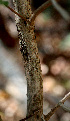  ( - BioBot01473)  @11 [ ] CreativeCommons - Attribution Non-Commercial Share-Alike (2010) Daniel H. Janzen Guanacaste Dry Forest Conservation Fund