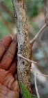  ( - BioBot01473)  @11 [ ] CreativeCommons - Attribution Non-Commercial Share-Alike (2010) Daniel H. Janzen Guanacaste Dry Forest Conservation Fund