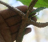  ( - BioBot01474)  @11 [ ] CreativeCommons - Attribution Non-Commercial Share-Alike (2010) Daniel H. Janzen Guanacaste Dry Forest Conservation Fund