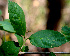  ( - BioBot01475)  @11 [ ] CreativeCommons - Attribution Non-Commercial Share-Alike (2010) Daniel H. Janzen Guanacaste Dry Forest Conservation Fund