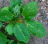  ( - BioBot01475)  @11 [ ] CreativeCommons - Attribution Non-Commercial Share-Alike (2010) Daniel H. Janzen Guanacaste Dry Forest Conservation Fund