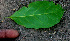  ( - BioBot01475)  @11 [ ] CreativeCommons - Attribution Non-Commercial Share-Alike (2010) Daniel H. Janzen Guanacaste Dry Forest Conservation Fund