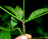  ( - BioBot01488)  @11 [ ] CreativeCommons - Attribution Non-Commercial Share-Alike (2010) Daniel H. Janzen Guanacaste Dry Forest Conservation Fund