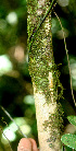  ( - BioBot01492)  @11 [ ] CreativeCommons - Attribution Non-Commercial Share-Alike (2010) Daniel H. Janzen Guanacaste Dry Forest Conservation Fund