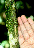  ( - BioBot01492)  @11 [ ] CreativeCommons - Attribution Non-Commercial Share-Alike (2010) Daniel H. Janzen Guanacaste Dry Forest Conservation Fund