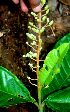  ( - BioBot01494)  @11 [ ] CreativeCommons - Attribution Non-Commercial Share-Alike (2010) Daniel H. Janzen Guanacaste Dry Forest Conservation Fund