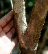  ( - BioBot01506)  @11 [ ] CreativeCommons - Attribution Non-Commercial Share-Alike (2010) Daniel H. Janzen Guanacaste Dry Forest Conservation Fund