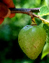  ( - BioBot01513)  @11 [ ] CreativeCommons - Attribution Non-Commercial Share-Alike (2010) Daniel H. Janzen Guanacaste Dry Forest Conservation Fund