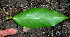  (Annona glabra - BioBot01514)  @11 [ ] CreativeCommons - Attribution Non-Commercial Share-Alike (2010) Daniel H. Janzen Guanacaste Dry Forest Conservation Fund