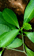  ( - BioBot01515)  @11 [ ] CreativeCommons - Attribution Non-Commercial Share-Alike (2010) Daniel H. Janzen Guanacaste Dry Forest Conservation Fund