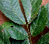  ( - BioBot01530)  @11 [ ] CreativeCommons - Attribution Non-Commercial Share-Alike (2010) Daniel H. Janzen Guanacaste Dry Forest Conservation Fund