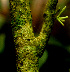  (Solanum megalophyllum - BioBot01547)  @11 [ ] CreativeCommons - Attribution Non-Commercial Share-Alike (2010) Daniel H. Janzen Guanacaste Dry Forest Conservation Fund