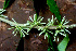  (Solanum megalophyllum - BioBot01547)  @11 [ ] CreativeCommons - Attribution Non-Commercial Share-Alike (2010) Daniel H. Janzen Guanacaste Dry Forest Conservation Fund