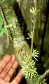  ( - BioBot01548)  @11 [ ] CreativeCommons - Attribution Non-Commercial Share-Alike (2010) Daniel H. Janzen Guanacaste Dry Forest Conservation Fund