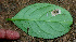  ( - BioBot01548)  @11 [ ] CreativeCommons - Attribution Non-Commercial Share-Alike (2010) Daniel H. Janzen Guanacaste Dry Forest Conservation Fund