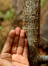  ( - BioBot01560)  @11 [ ] CreativeCommons - Attribution Non-Commercial Share-Alike (2010) Daniel H. Janzen Guanacaste Dry Forest Conservation Fund