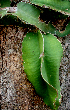  (Selenicereus - BioBot01566)  @11 [ ] CreativeCommons - Attribution Non-Commercial Share-Alike (2010) Daniel H. Janzen Guanacaste Dry Forest Conservation Fund