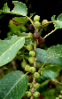  (Ficus Espinoza5694 - BioBot01590)  @11 [ ] CreativeCommons - Attribution Non-Commercial Share-Alike (2010) Daniel H. Janzen Guanacaste Dry Forest Conservation Fund