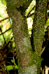  (Siparuna tetraceroides - BioBot01600)  @11 [ ] CreativeCommons - Attribution Non-Commercial Share-Alike (2010) Daniel H. Janzen Guanacaste Dry Forest Conservation Fund