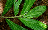  (Columnea - BioBot01605)  @13 [ ] CreativeCommons - Attribution Non-Commercial Share-Alike (2010) Daniel H. Janzen Guanacaste Dry Forest Conservation Fund