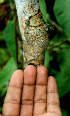  ( - BioBot01617)  @11 [ ] CreativeCommons - Attribution Non-Commercial Share-Alike (2010) Daniel H. Janzen Guanacaste Dry Forest Conservation Fund