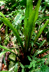  ( - BioBot01630)  @11 [ ] CreativeCommons - Attribution Non-Commercial Share-Alike (2010) Daniel H. Janzen Guanacaste Dry Forest Conservation Fund