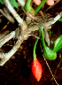  ( - BioBot01644)  @11 [ ] CreativeCommons - Attribution Non-Commercial Share-Alike (2010) Daniel H. Janzen Guanacaste Dry Forest Conservation Fund