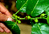  ( - BioBot01663)  @11 [ ] CreativeCommons - Attribution Non-Commercial Share-Alike (2010) Daniel H. Janzen Guanacaste Dry Forest Conservation Fund