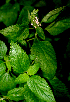  (Teucrium vesicarium - BioBot01670)  @11 [ ] CreativeCommons - Attribution Non-Commercial Share-Alike (2010) Daniel H. Janzen Guanacaste Dry Forest Conservation Fund