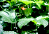  (Gurania makoyana - BioBot01676)  @11 [ ] CreativeCommons - Attribution Non-Commercial Share-Alike (2010) Daniel H. Janzen Guanacaste Dry Forest Conservation Fund