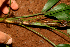  ( - BioBot01702)  @11 [ ] CreativeCommons - Attribution Non-Commercial Share-Alike (2010) Daniel H. Janzen Guanacaste Dry Forest Conservation Fund