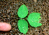  (Oxalis barrelieri - BioBot01705)  @11 [ ] CreativeCommons - Attribution Non-Commercial Share-Alike (2010) Daniel H. Janzen Guanacaste Dry Forest Conservation Fund