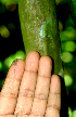  ( - BioBot01729)  @11 [ ] CreativeCommons - Attribution Non-Commercial Share-Alike (2010) Daniel H. Janzen Guanacaste Dry Forest Conservation Fund