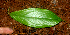  ( - BioBot01729)  @11 [ ] CreativeCommons - Attribution Non-Commercial Share-Alike (2010) Daniel H. Janzen Guanacaste Dry Forest Conservation Fund