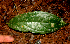 ( - BioBot01730)  @11 [ ] CreativeCommons - Attribution Non-Commercial Share-Alike (2010) Daniel H. Janzen Guanacaste Dry Forest Conservation Fund