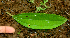  (Miconia Espinoza5701 - BioBot01736)  @11 [ ] CreativeCommons - Attribution Non-Commercial Share-Alike (2010) Daniel H. Janzen Guanacaste Dry Forest Conservation Fund