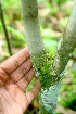  ( - BioBot01737)  @11 [ ] CreativeCommons - Attribution Non-Commercial Share-Alike (2010) Daniel H. Janzen Guanacaste Dry Forest Conservation Fund