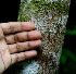  ( - BioBot01742)  @11 [ ] CreativeCommons - Attribution Non-Commercial Share-Alike (2010) Daniel H. Janzen Guanacaste Dry Forest Conservation Fund