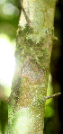  (Guettarda foliacea - BioBot01777)  @11 [ ] CreativeCommons - Attribution Non-Commercial Share-Alike (2010) Daniel H. Janzen Guanacaste Dry Forest Conservation Fund