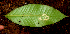  (Ardisia opegrapha - BioBot01793)  @11 [ ] CreativeCommons - Attribution Non-Commercial Share-Alike (2010) Daniel H. Janzen Guanacaste Dry Forest Conservation Fund