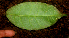  ( - BioBot01795)  @11 [ ] CreativeCommons - Attribution Non-Commercial Share-Alike (2010) Daniel H. Janzen Guanacaste Dry Forest Conservation Fund
