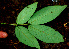  (Senna hayesiana - BioBot01806)  @11 [ ] CreativeCommons - Attribution Non-Commercial Share-Alike (2010) Daniel H. Janzen Guanacaste Dry Forest Conservation Fund