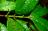  (Pimenta guatemalensis - BioBot01807)  @11 [ ] CreativeCommons - Attribution Non-Commercial Share-Alike (2010) Daniel H. Janzen Guanacaste Dry Forest Conservation Fund
