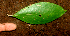  ( - BioBot01834)  @11 [ ] CreativeCommons - Attribution Non-Commercial Share-Alike (2010) Daniel H. Janzen Guanacaste Dry Forest Conservation Fund