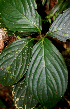  ( - BioBot01841)  @11 [ ] CreativeCommons - Attribution Non-Commercial Share-Alike (2010) Daniel H. Janzen Guanacaste Dry Forest Conservation Fund